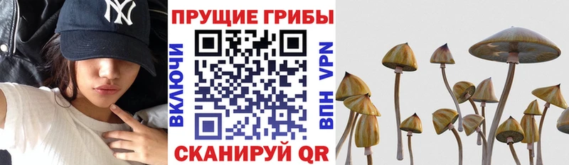 закладка  Кандалакша  Псилоцибиновые грибы мухоморы 